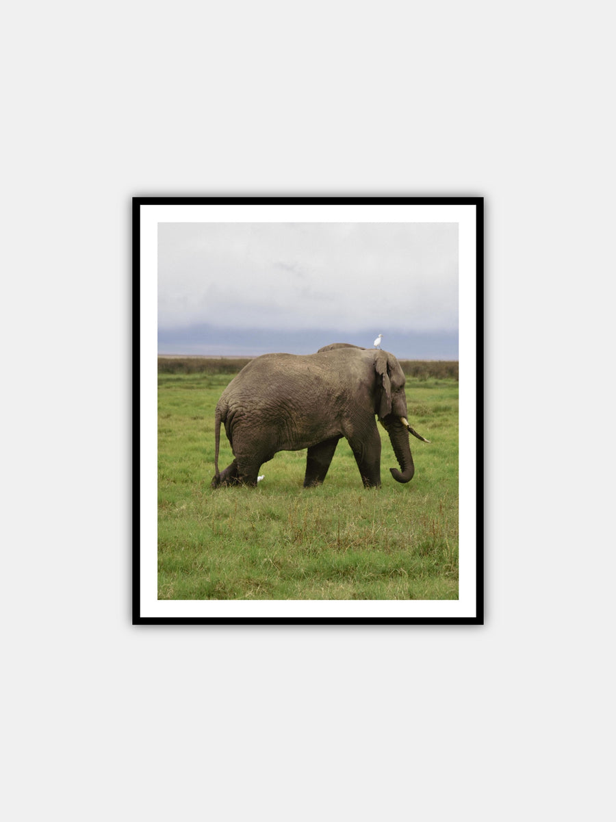 EION JACKSON® ELEPHANT PRINT